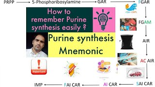 De Novo synthesis of Purines made easy  Purine synthesis easy method Biochemistry [upl. by Ranchod]