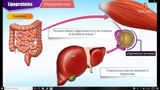 Lipoproteins and Apolipoproteins  Structure  function and metabolism  Medical Biochemistry [upl. by Atiuqrehs519]