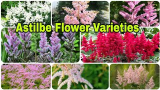 19 Different Types of Astilbe Varieties [upl. by Ellinnet410]