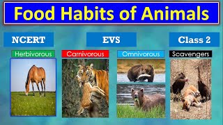 Food habits of Animals  EVS  Class 2  Herbivorous Carnivorous Omnivorous Scavengers [upl. by Fillian]