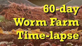 Densely Packed Worm Farm 60day FAST TimeLapse  vermicomposting [upl. by Winikka140]