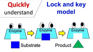 Lock and Key model [upl. by Catton]