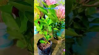 Ixora plant careफुल बगिया gardenflowers [upl. by Nevai]