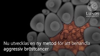 Så kan aggressiv bröstcancer omvandlas till behandlingsbar [upl. by Cob]