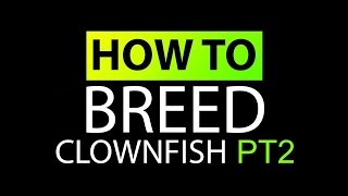 How to make a clownfish breeding tank [upl. by Iong994]