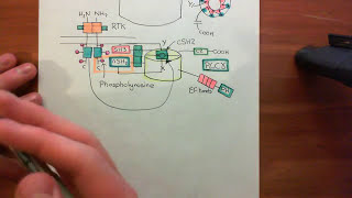 Receptor Tyrosine Kinases Part 15 [upl. by Eirtemed655]