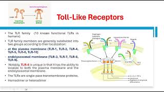 Toll like receptors [upl. by Neirad]