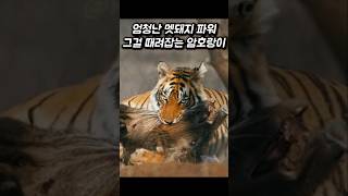 멧돼지의 엄청난 힘 그걸 때려잡는 암호랑이 [upl. by Ciaphus831]