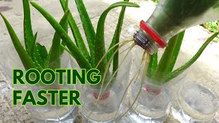 How to Make Aloe vera Cuttings Root Faster in Water [upl. by Mongeau]