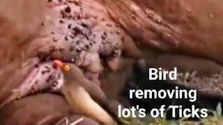 Birds removing lots of Ticks Remove Ticks on animals  Dog cat cow Buffalo Ticks tickbite6663 [upl. by Uzzi]