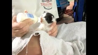 What and how to feed kitten of 4 to 6 weeks old  1 month old kitten diet [upl. by Yerot792]