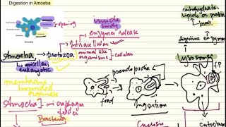 Digestion in Amoeba by Holozoic Nutrition Steps Biology Grade 11 [upl. by Uchish]