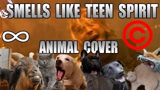 Nirvana  Smells Like Teen Spirit Animal Cover REUPLOAD [upl. by Hedwiga]