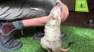 Meet Truffles the Brushtailed Bettong [upl. by Flora873]