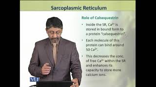 Sarcoplasmic Reticulum  Animal Physiology and Behavior Theory  ZOO502TTopic108 [upl. by Haizek]