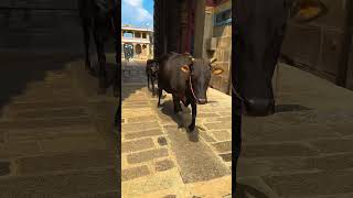 Chidambaram temple Tamil Nadu 🙏🌼 youtubeshorts shorts chidambaram temple [upl. by Uis]