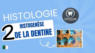 Histogenèse de la dentine  Part 2 🔥 [upl. by Dieball]