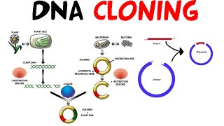 DNA cloning [upl. by Ines]