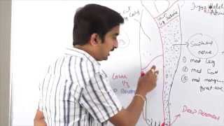 Anatomy of Anterior Lateral Medial side of leg and dorsum of foot  DrGBhanu Prakash [upl. by Eenwahs326]