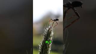 This SPIDER can FLY🤯 facts animalfacts [upl. by Htebazie234]