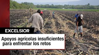 Los retos del sector agrícola superan los insuficientes apoyos ofrecidos [upl. by Sidoney850]