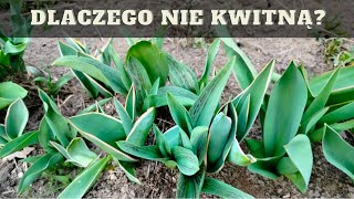 Dlaczego tulipany nie kwitną co zrobić żeby tulipany zakwitły [upl. by Ellenrahs215]