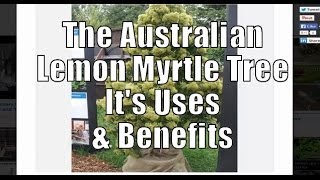 The Australian Lemon Myrtle Tree its Uses and Benefits [upl. by Warton389]