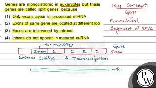 Genes are monocistronic in eukaryotes but these genes are called split genes because 1 Only e [upl. by Colburn]