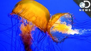 What Should You Do If Youre Stung By A Jellyfish [upl. by Priscilla]