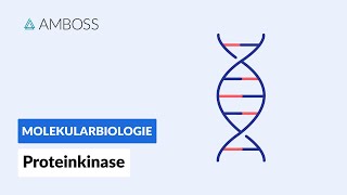 Proteinkinasen  Biochemie  AMBOSS Video [upl. by Kee]