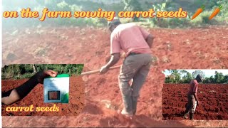 Kevin sowing carrot seeds 🥕🥕EP 3 on the farm [upl. by Irami]