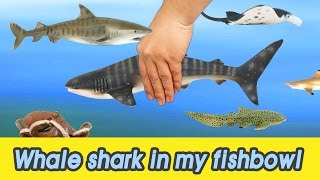 EN 53 Lets raise Whale shark in my fishbowl kids education Animals animationㅣCoCosToy [upl. by Zahara882]