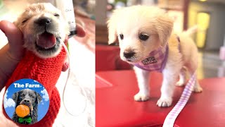 Smallest Golden Retriever Puppy is Lucky to be Alive  The Farm for Dogs [upl. by Acirahs]