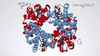 060 Hemoglobin and the OxygenDissociation Curve [upl. by Oniliuqnart]