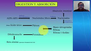 METABOLISMO DE ÁCIDOS NUCLEICOS METABOLISMO DE PURINAS Y PIRIMIDINAS [upl. by Yllek584]