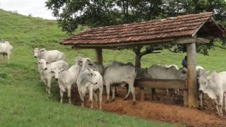 O CAIPIRA E O PROGRESSO ADÃO DA VIOLA E JOÃO MIRANDA [upl. by Meilen235]