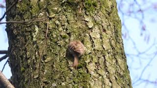 Gartenbaumläufer im Spieper Park auf den Baum Nahrungsuche Remscheid Deutschland 06022023 [upl. by Hosfmann]