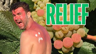 How Wine Grapes get Sunburn Protection [upl. by Notsuh468]