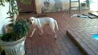 Safira Labrador Sindrome Vestibular0001 Zhenvetwmv [upl. by Annabal854]