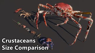 Crustaceans Size Comparison  The largest crab in the world [upl. by Atekihs]