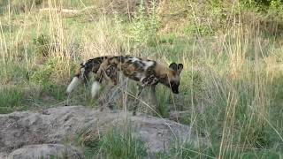 African wild dogs hunting warthog [upl. by Wyck641]