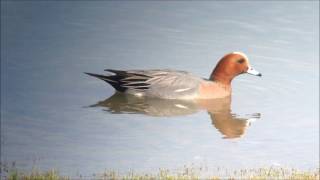 Les oiseaux et le renard du Lac du Der France [upl. by Corin]