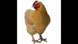 Chicken Sound Effect in Best Quality [upl. by Tak]