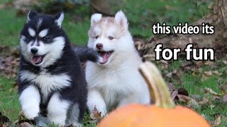 Husky puppies are drama queens and funny  The cutest video of 2024 [upl. by Ecnerrat346]