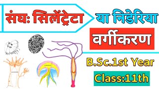 phylum coelenterata class 11  phylum coelenterata bsc 1st year in hindi [upl. by Vasilek]