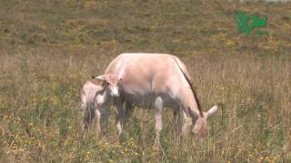 RARE PERSIAN ONAGERS BORN AT THE WILDS [upl. by Venterea]