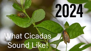 What 2024 Cicadas Sound Like [upl. by Ardua162]