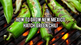 How to grow New Mexico Hatch Green Chile 🌶 [upl. by Lissy]