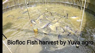 Biofloc Fish harvesting Yuva agro farm and research center [upl. by Silisav]