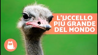 10 CURIOSITÀ sugli STRUZZI 🪶 Pesano 160 kg Depongono Uova GIGANTI [upl. by Yawnoc]